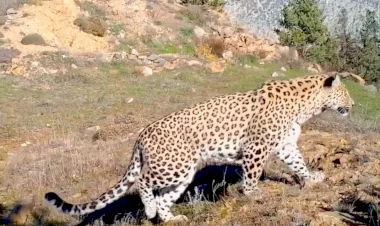 Anadolu Leoparı tekrar görüntülere yansıdı