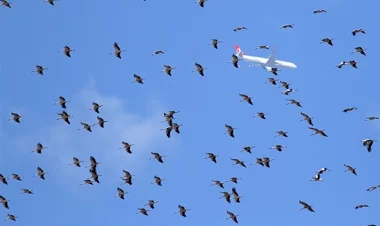 Leyleklerin gelişi gökyüzünde güzel görüntülere sebep oldu