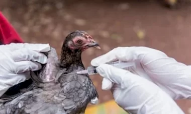 İngiltere'de kuş gribi vakaları korkutuyor! 2 kişide görüldü