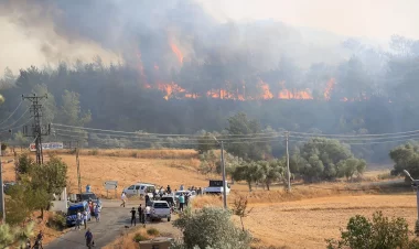 Muğla, Milas'ta orman yangını!