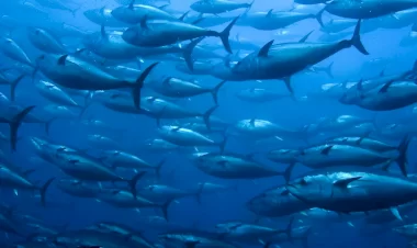 Nesli tükenmekte olan balıklar için 'kırmızı liste' koruması geliyor